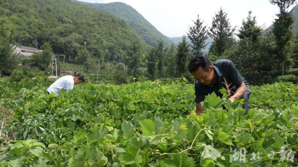 配资开户门户导航 小葛根撬动大产业 钟祥葛产业年创产值超10亿元